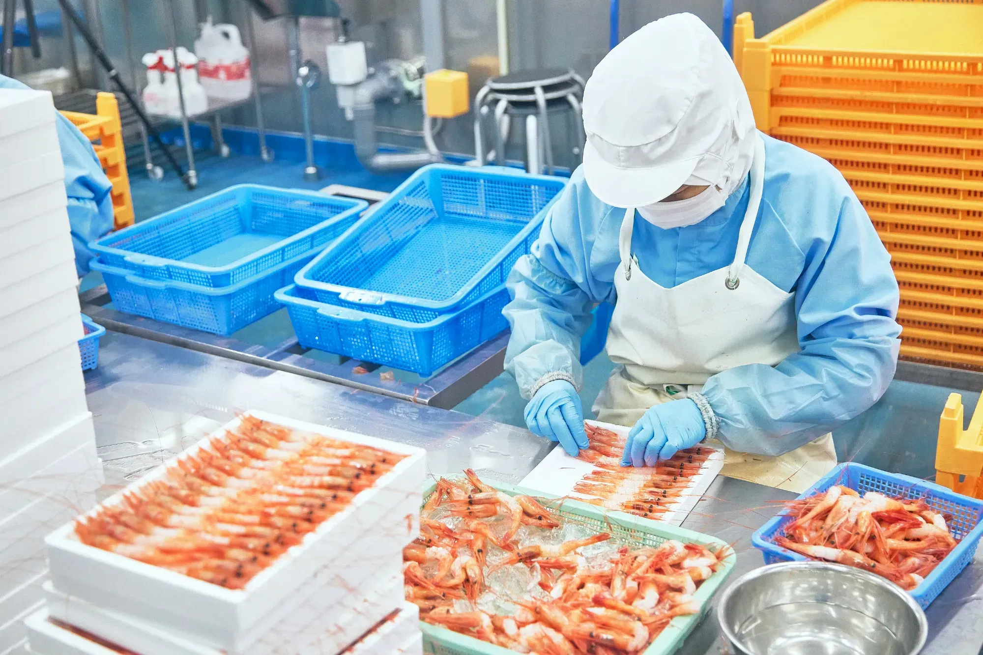 生食用の甘えび加工